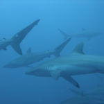 Fotografía de tiburones en Malpelo