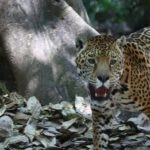 Jaguar en un espacio protegido creado por el Laboratorio de Ecología y Conservación de Fauna Silvestre (UNAM), premiado por la Fundación BBVA