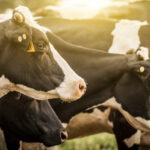ganaderia-animales-intensiva-sostenible-alimentacion-sector-ganadero-vaca-