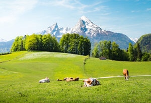 Suiza-animales-agricultura-ganaderia-sostenibilidad-montañas-paisaje-renovable