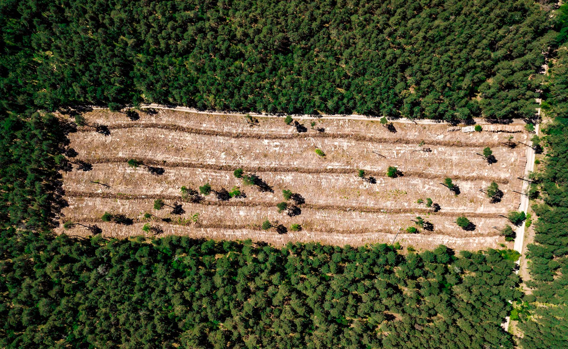 Qué es la deforestación y cómo afecta al medioambiente?