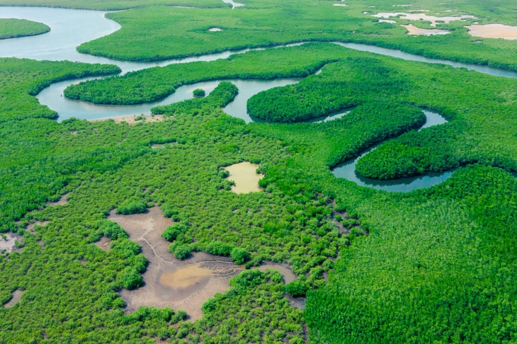 BBVA-deforestacion-bosque-vegetacion-naturaleza-arboles-medioambiente-proteccion-cuidado-planeta-tierra-rios