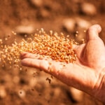 BBVA-guardianas_importancia_semillas-agricultura-cultivos-apertura