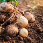 BBVA-guardianas_semillas-agricultura-semillas-cultivos-regeneracion-alimentacion-sostenibilidad