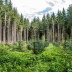 bbva-reforestación-sostenibilidad