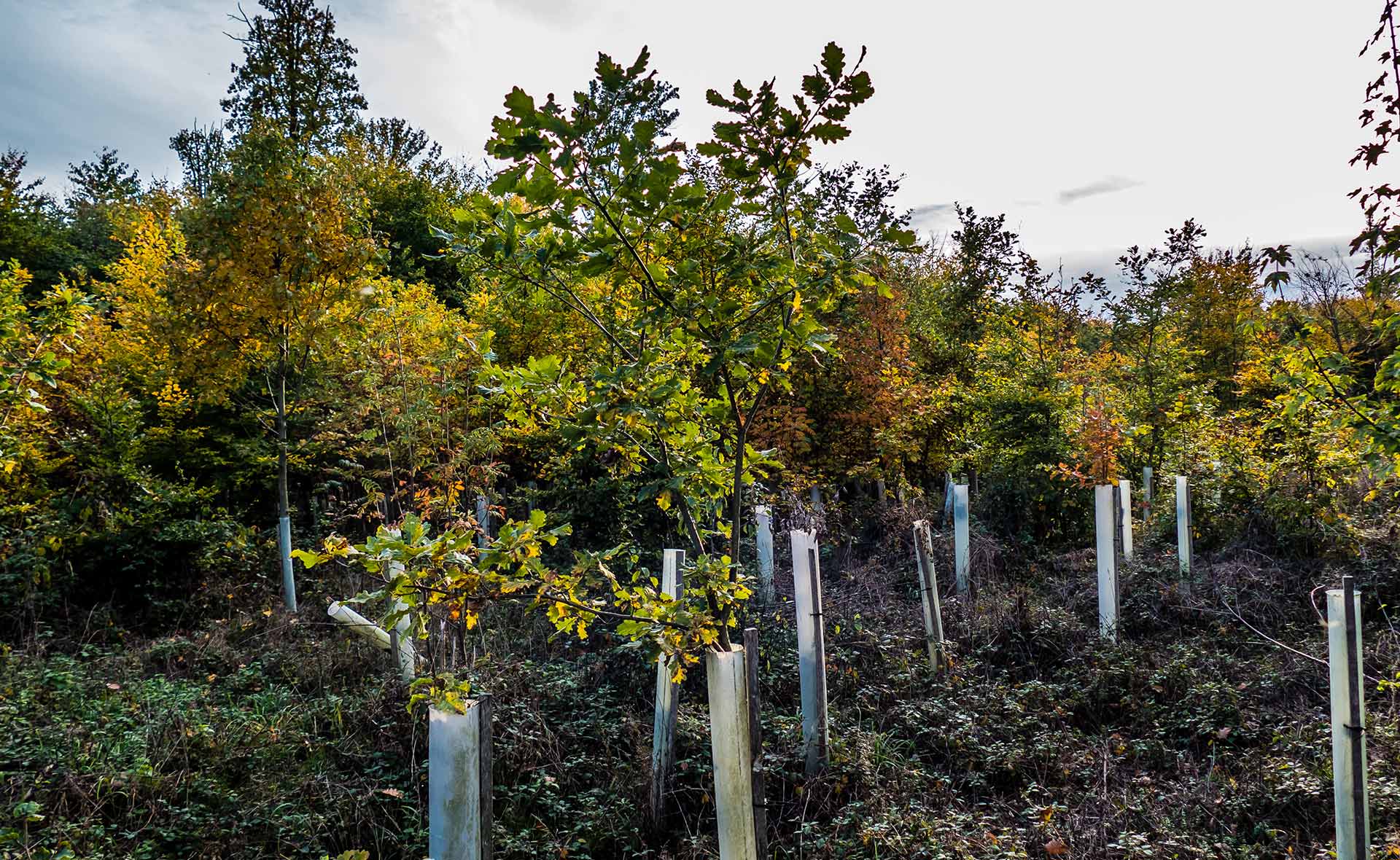 Reforestar ayuda pero no es la única solución para absorber CO2