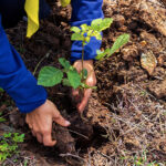 ¿Qué es la reforestación sostenible?