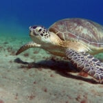 Estos son los animales más longevos de la Tierra