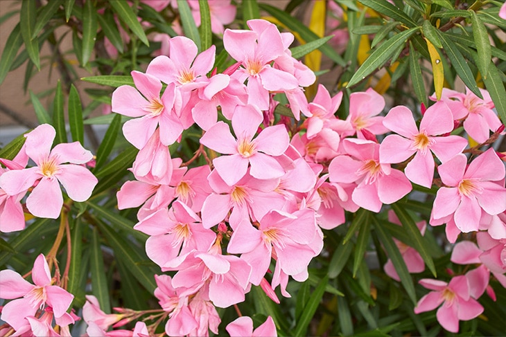 Las plantas más venenosas del mundo