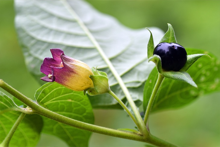 Las plantas más venenosas del mundo