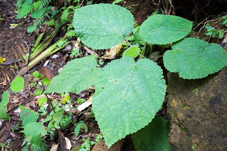 Las plantas más venenosas del mundo