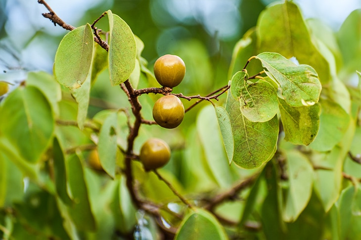 Las plantas más venenosas del mundo