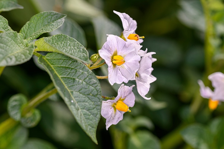 Las plantas más venenosas del mundo