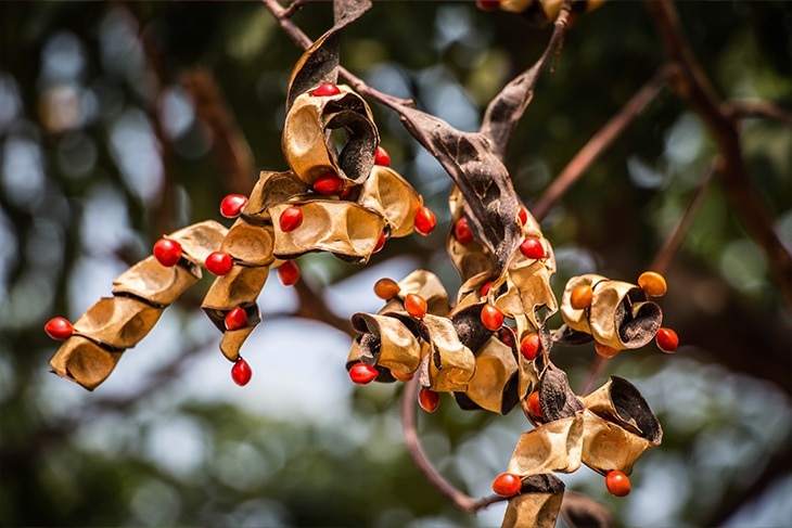 Las plantas más venenosas del mundo