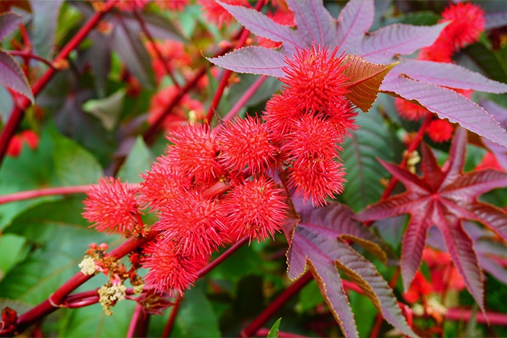 Las plantas más venenosas del mundo