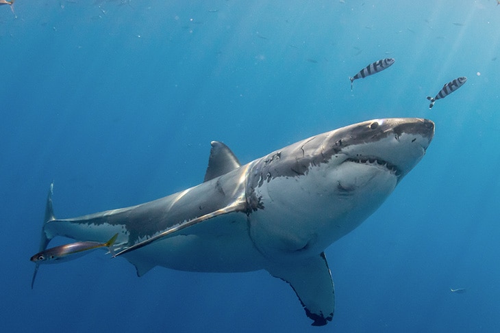 Estos son los animales más longevos de la Tierra