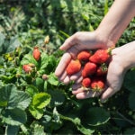 ¿En qué se diferencian la agricultura intensiva y la extensiva?