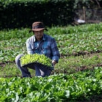 ¿Qué es la agricultura extensiva y por qué se caracteriza?