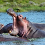 Cinco animales a los que deberías temer