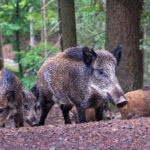 Cinco animales a los que deberías temer