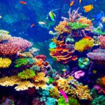 La Gran Barrera de Coral: historia de una maravilla natural