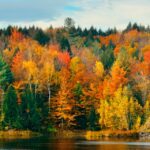 El cambio climático puede acabar con los colores del otoño