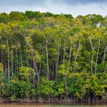 5 pulmones verdes del planeta: los bosques más fascinantes de la Tierra