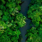 5 pulmones verdes del planeta: los bosques más fascinantes de la Tierra