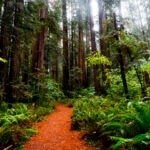 5 pulmones verdes del planeta: los bosques más fascinantes de la Tierra