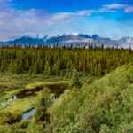 5 pulmones verdes del planeta: los bosques más fascinantes de la Tierra