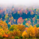 El cambio climático puede acabar con los colores del otoño