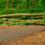 Árboles en las ciudades: ¿problema o solución contra el cambio climático?