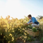 Alimentación ecológica: lo que necesitas saber antes de comprar